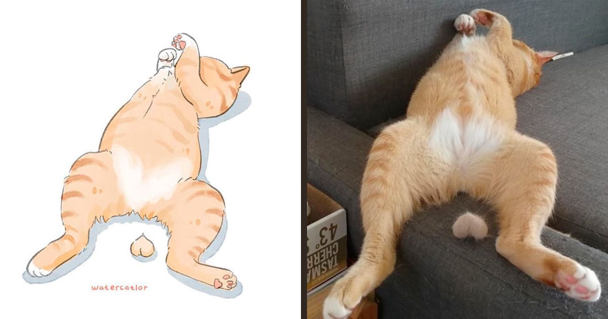 These real-life cat memes will crack you up! 