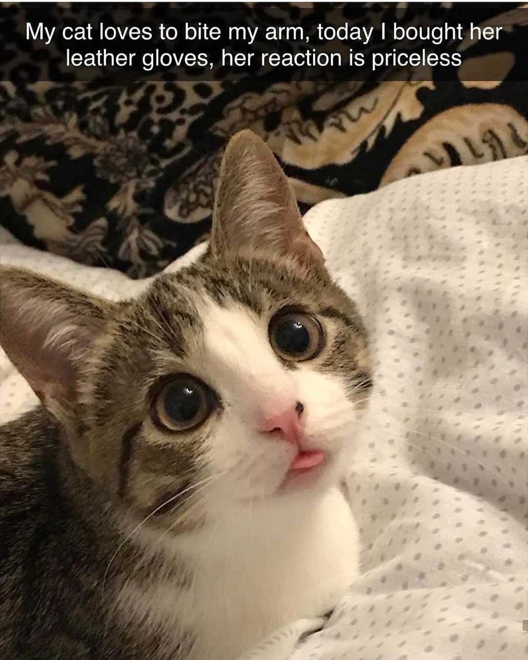 30 Hilarious And Adorable Cat Snaps That'll Melt Your Heart