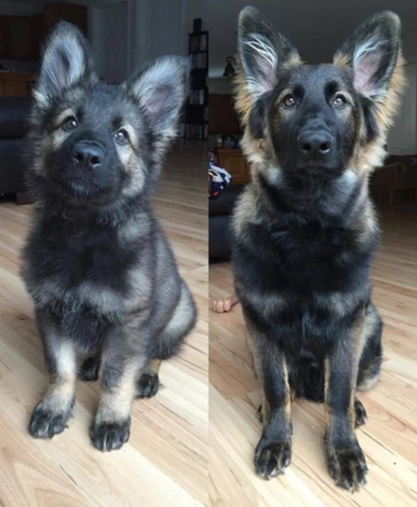18 Adorable Photos of German Shepherd Puppies Growing Up