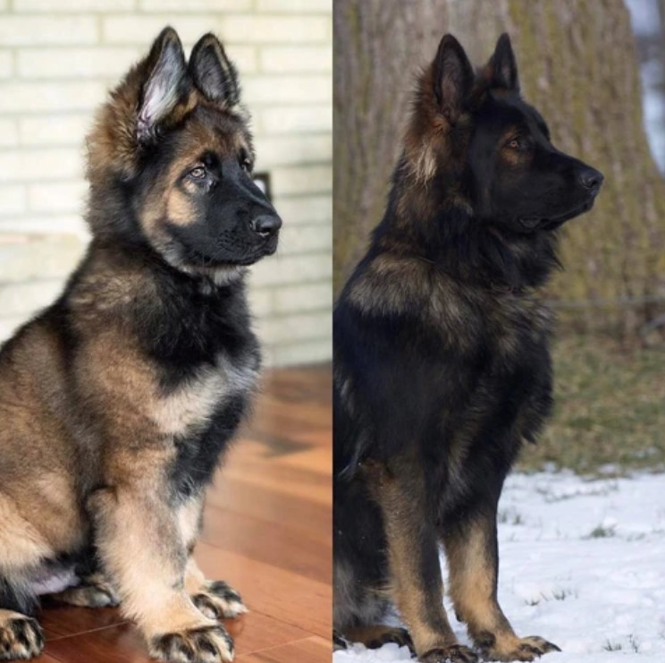 18 Adorable Photos of German Shepherd Puppies Growing Up