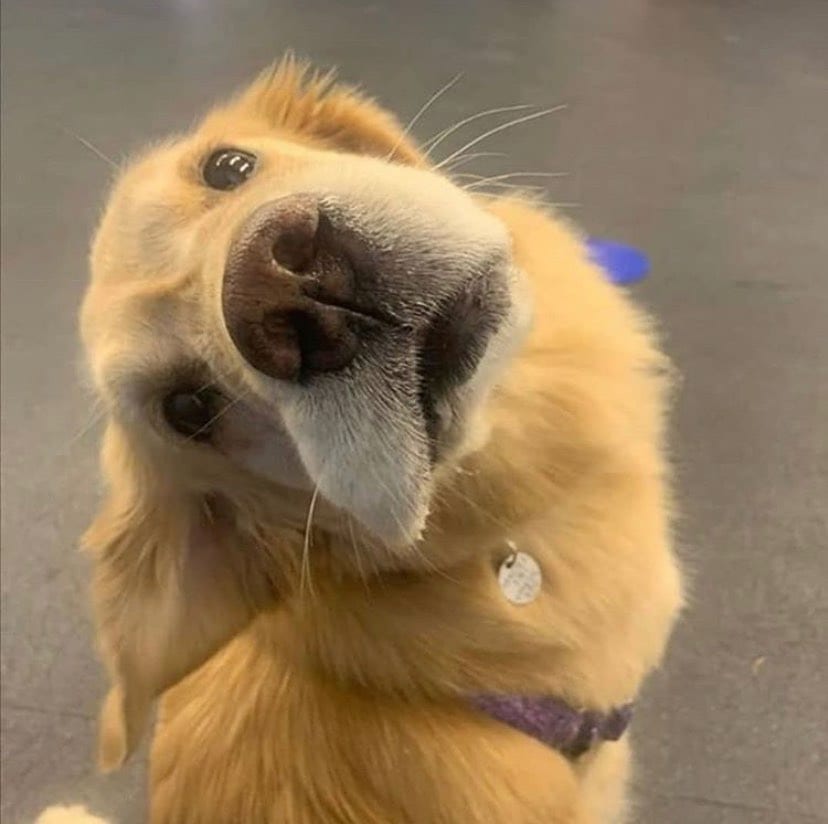 27 Cute Pictures Of Dogs Showcasing Their 'Head-Tilting' Skills