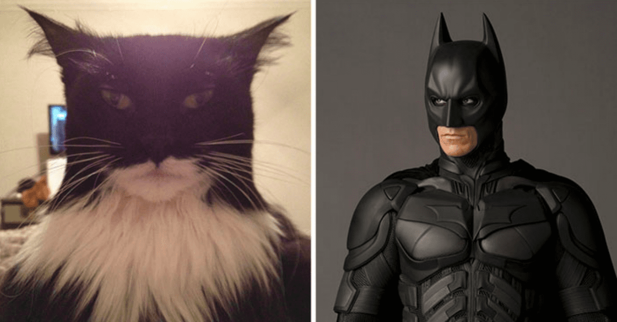 Brows on Fleek: 20 Cute Cat Pics Of Kitties With Expressive