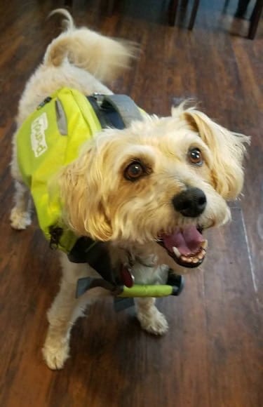 putting puppy in backpack