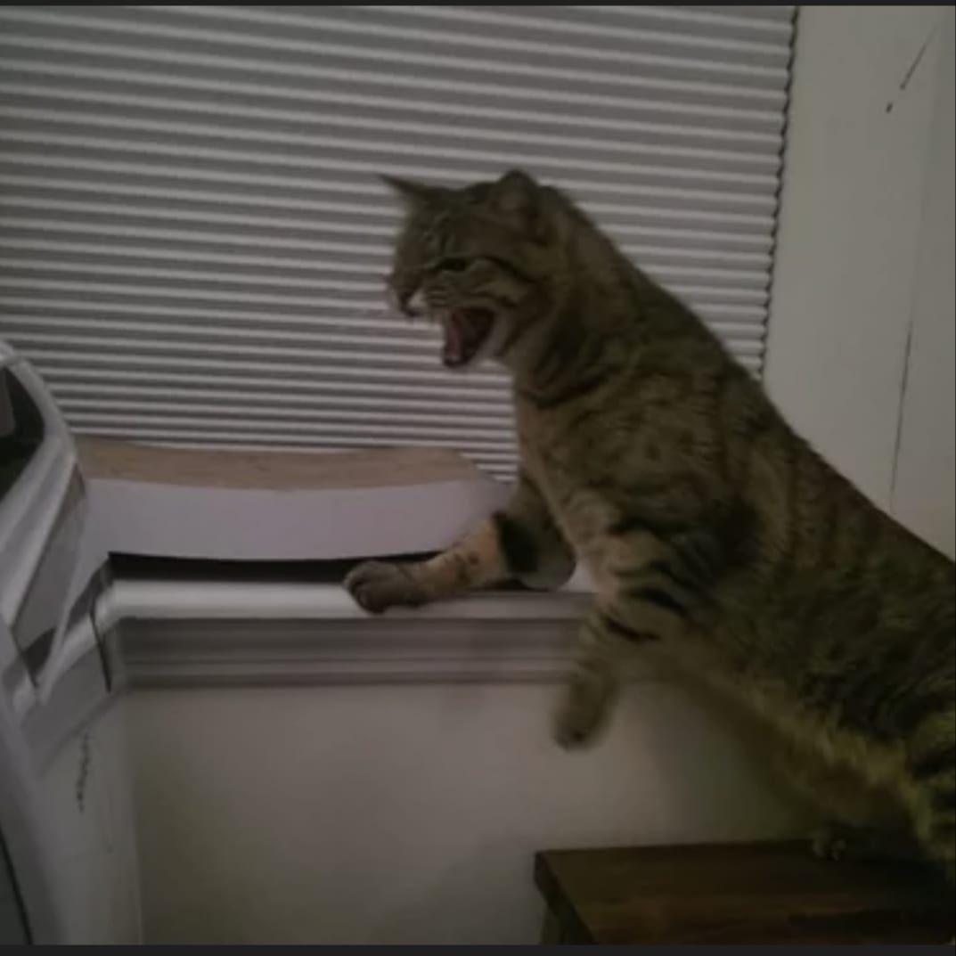 cat screaming at air conditioner