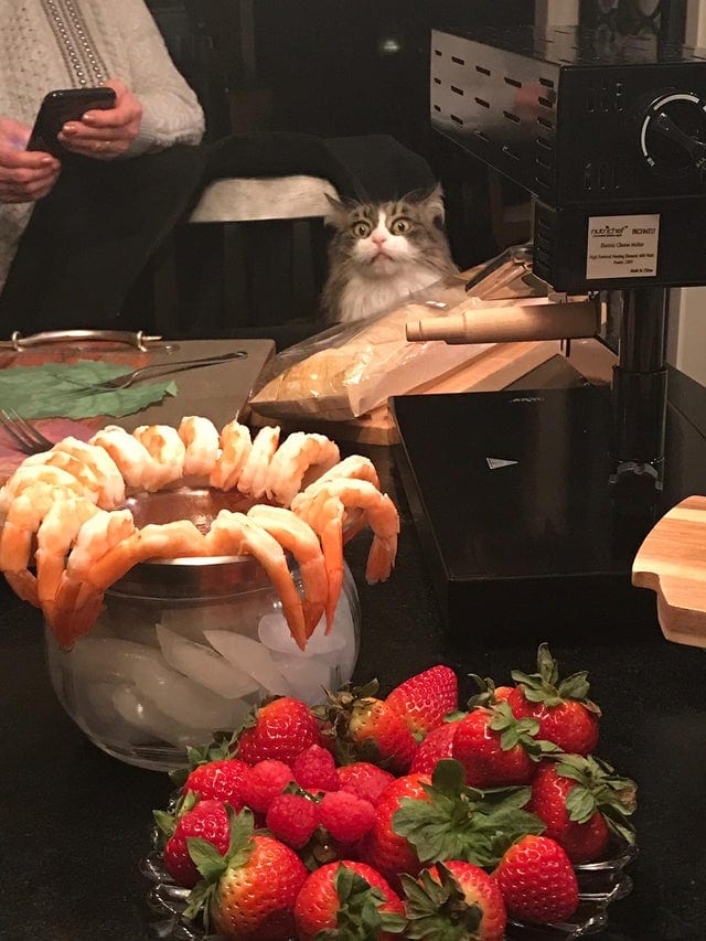 Cat stares at shrimps 