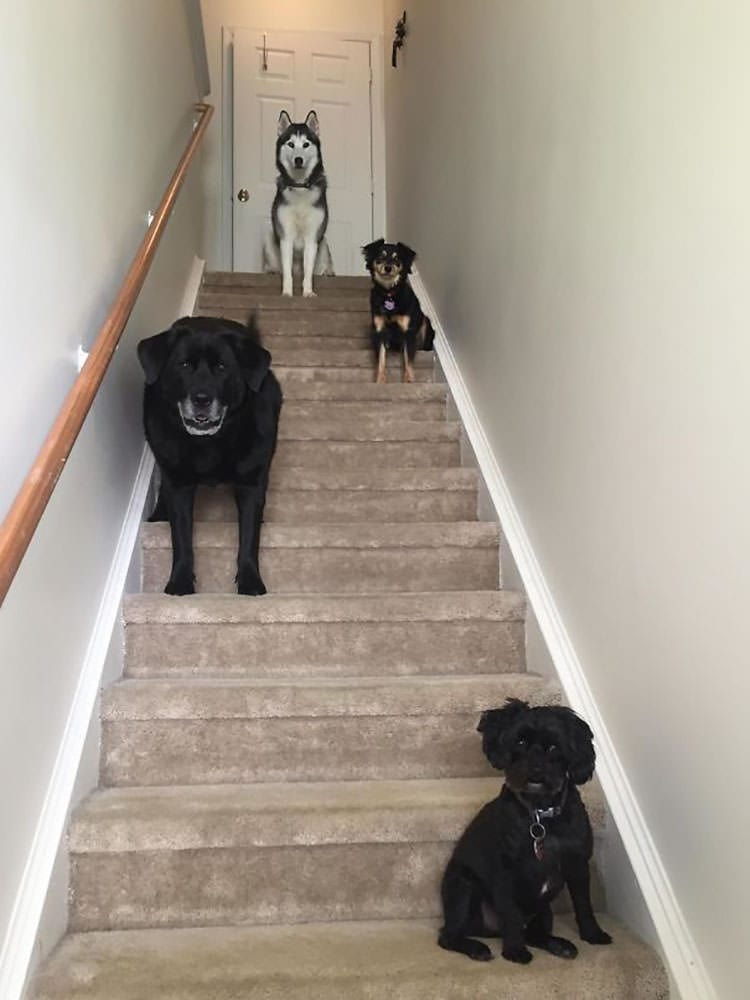 dogs on stairs