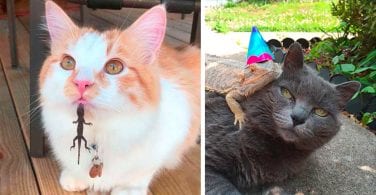 cats with lizards