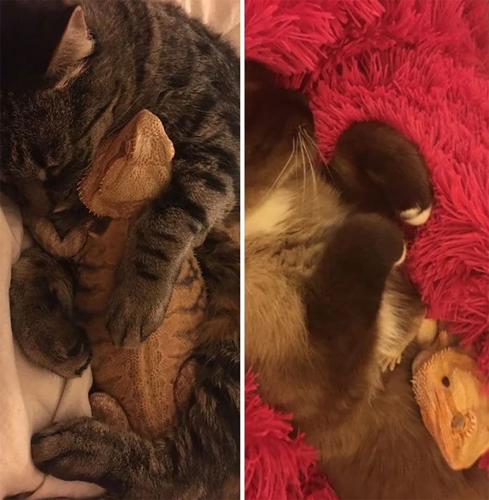 bearded dragon cuddles with cat