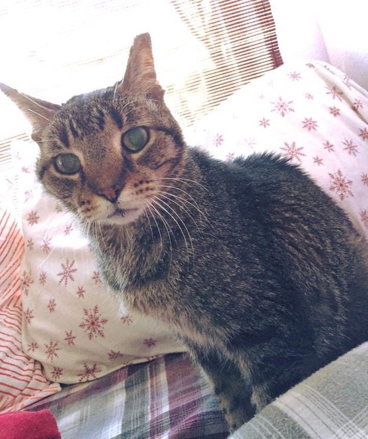 old cat looking at the camera