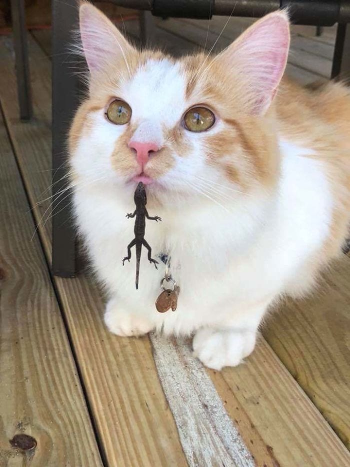 lizard bites cat lip