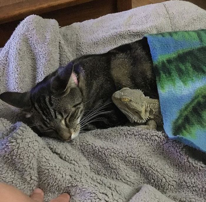 cat and lizard taking a nap