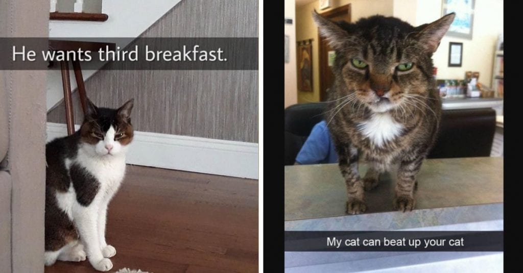 20 Cats And Dogs Who Have Hilarious Expressions When Something