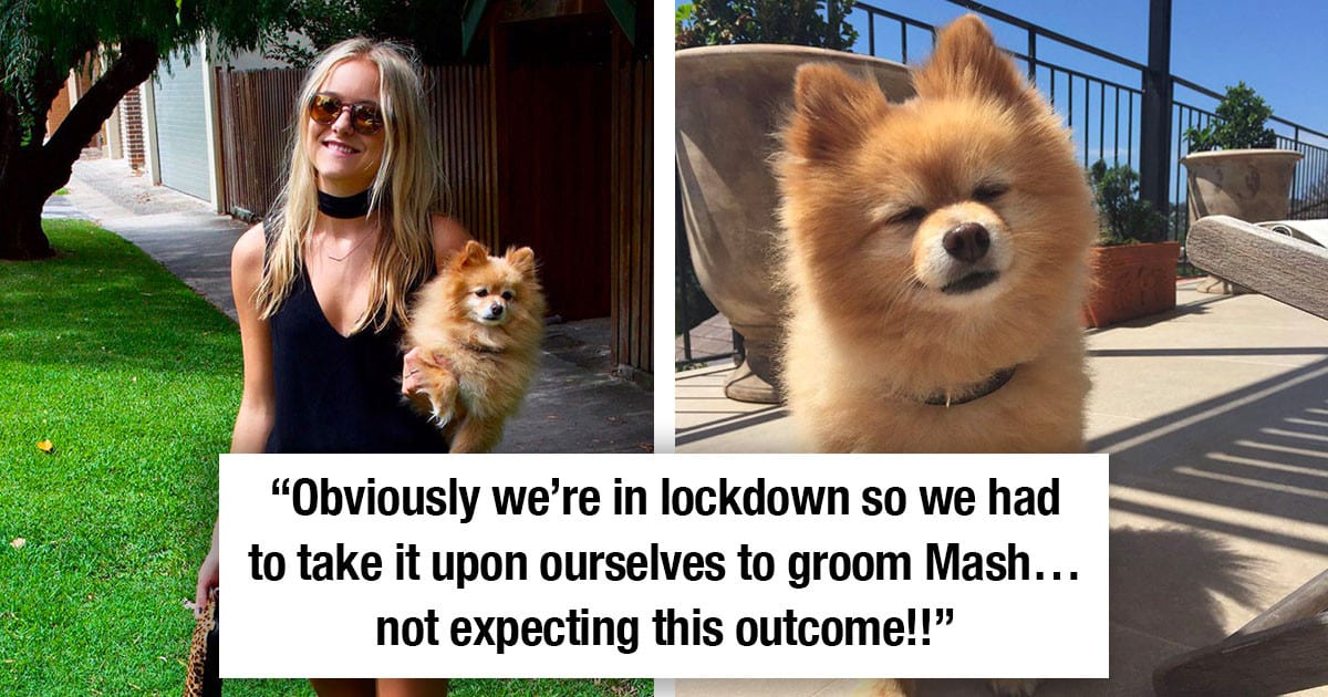Pomeranian Grooming Into funny Creature